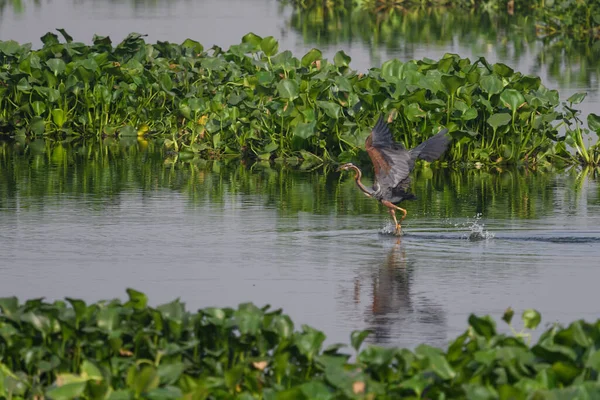 水の中の鳥 — ストック写真