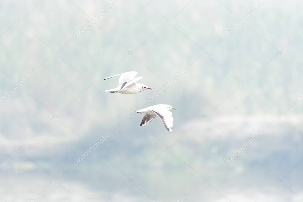 seagulls flying in the sky