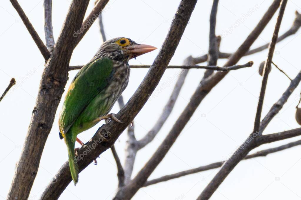 Lineated barbet perched on a tree branch