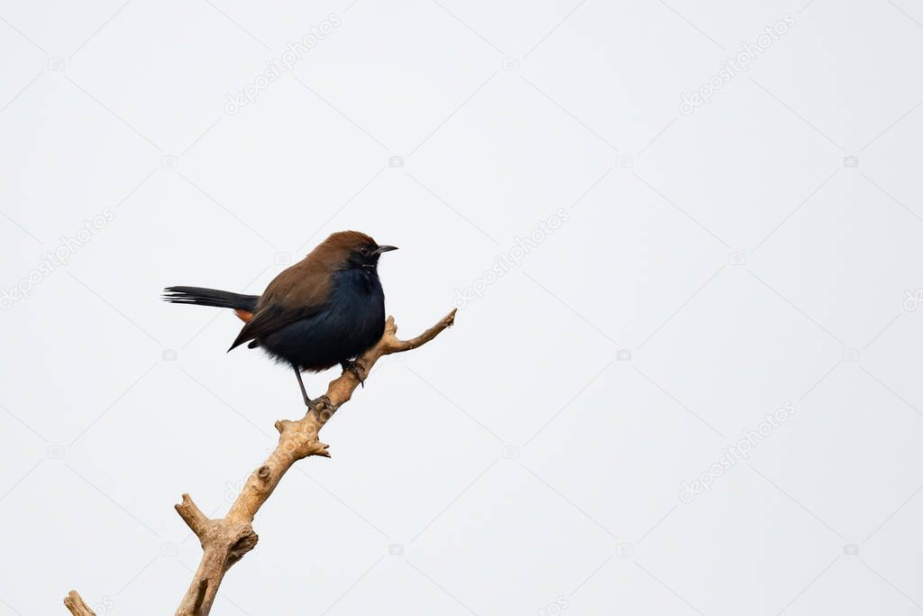 Chubby bird perched on a branch