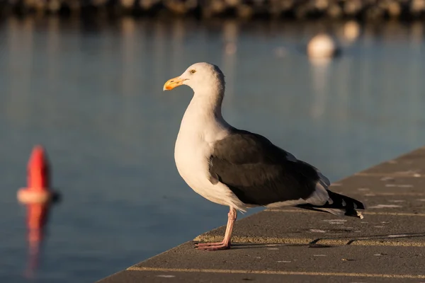 Seagull op de Pier — Stockfoto