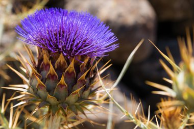 Enginar çiçek (Cynara cardunculus)