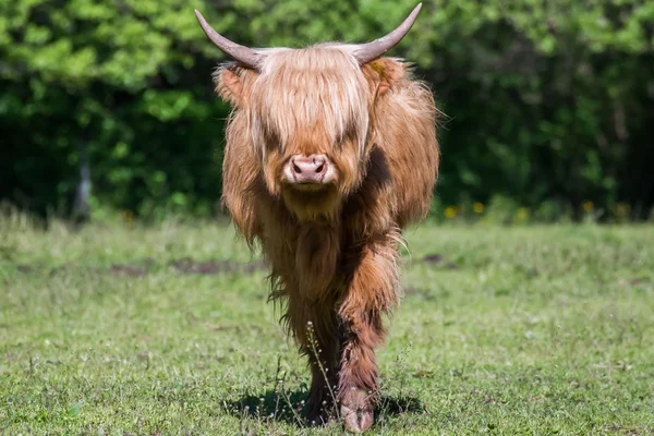 Highland Cow di lapangan — Stok Foto