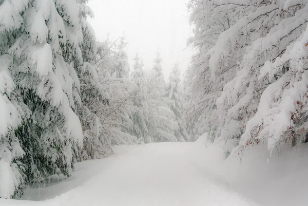 Winter Forest i Thüringen — Stockfoto