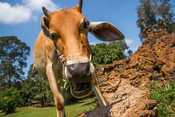 カンボジアの牛 — ストック写真