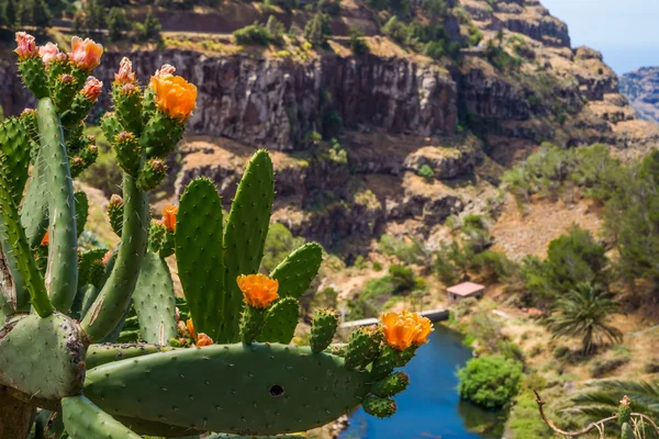 La Gomera Panorama — Zdjęcie stockowe