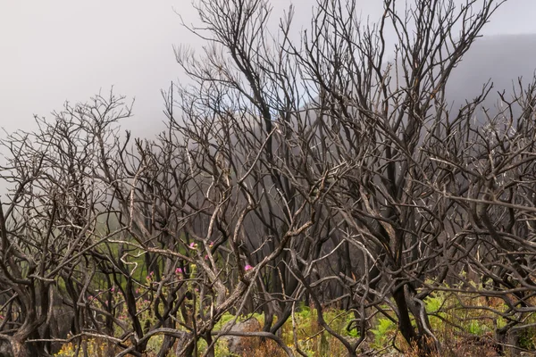 Brände primär skog — Stockfoto