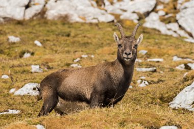 Oğlak Julian Alps için