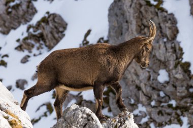 Oğlak Julian Alps için