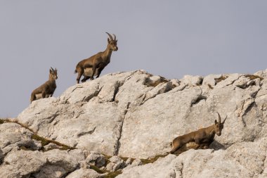 Oğlak Julian Alps için
