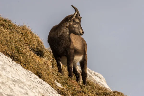 Kozoroh v Julian Alps — Stock fotografie