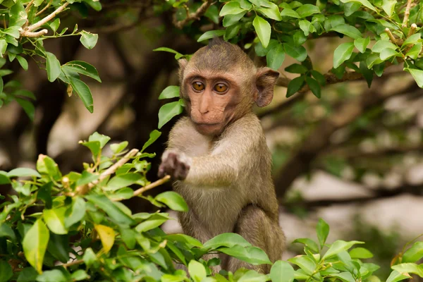 Macaco jovem pegando alguma comida — Fotografia de Stock