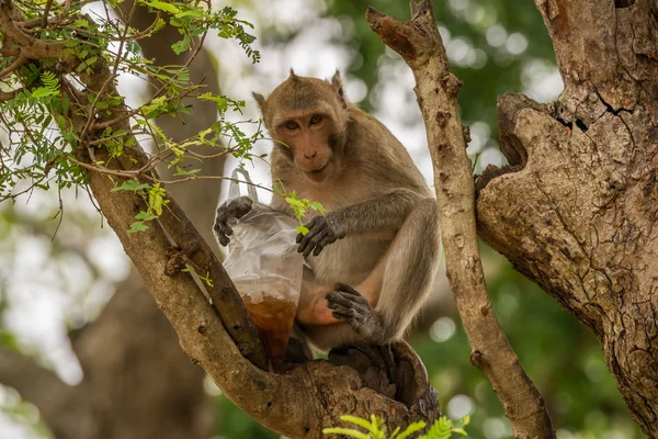 Macaco esperto acabou de roubar uma bebida. — Fotografia de Stock