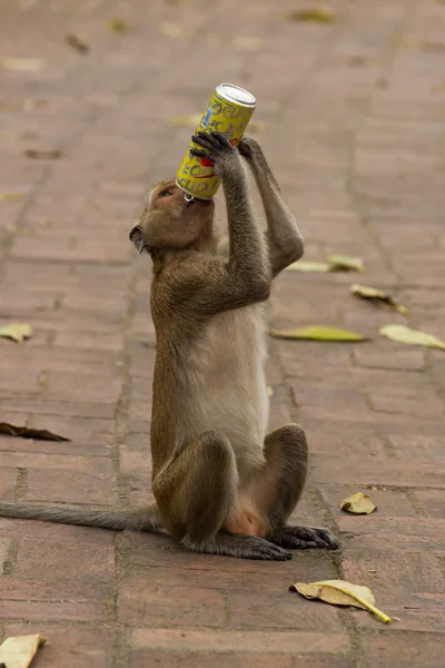 Macaco curioso e sedento — Fotografia de Stock