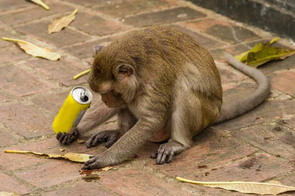 Macaco curioso e sedento — Fotografia de Stock