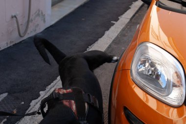 Cremona, İtalya - 2 Ekim 2025 Siyah köpek şehir kaldırımında parlak turuncu bir park etmiş arabanın yanında yürüyor güneşli bir şehir caddesi manzarası