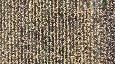 Aerial view discovering a vast cornfield with rows of ripening maize plants showcasing agricultural patterns over the productive land in Italys Po Valley during late summer