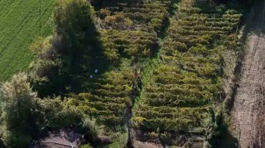 İtalya 'nın Po Vadisi' ndeki yıllık hasat mevsiminde çiftçilerin elle olgun üzümleri topladığı yüksek açılı drone çekimleri, tarımsal üretimiyle tanınan bir İtalyan şarap bölgesi.