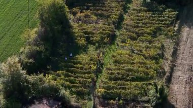 Piacenza tepelerinin çeşitli tarımsal manzarasını gösteren hava manzarası, ekilmiş yeşil tarlaları, sıralanmış üzüm bağlarını ve nadasa düşmüş arazileri gösteriyor, kırsal tarım ve doğayı vurguluyor, yavaş çekim