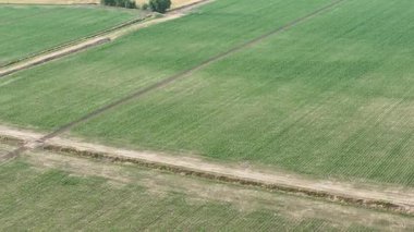 İnsansız hava aracı, mısır tarlasında kimyasal tedaviler uygulayan, yoğun tarım uygulamalarını gösteren ve kırsal ekosistemler üzerindeki gıda güvenliği etkileri hakkındaki endişeleri ortaya koyan patlama spreyli bir traktörün izini sürüyor..