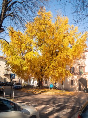 Parlak altın sonbahar yapraklarıyla parlayan muhteşem ginkgo biloba ağacı büyüleyici bir Avrupa sokak manzarasını aydınlatıyor