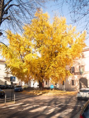 Ilık güneş ışığıyla aydınlatılan muhteşem ginkgo biloba ağacı şehir sahnesinde ışıl ışıl altın sonbahar yapraklarını sergiliyor.