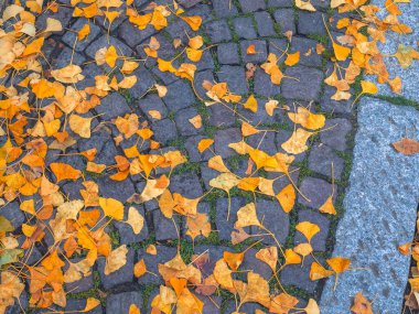 Güzel sonbahar sezonunda, parlak altın renkli ginkgo biloba yaprakları desenli bir kaldırım taşına saçılmış.
