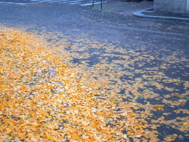 Canlı altın yelpaze şekilli ginkgo biloba yaprakları nemli sonbahar yolunda güzel doğal bir halı yaratır.