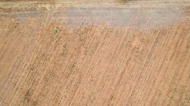 Güneş ışığı altında kuruyan kurak tarım arazisi, kavrulmuş toprak dokusu ve ince hasat kalıntıları, iklim değişikliği ve kuraklıktan etkilenen toprakları gösteriyor.