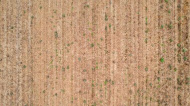 Güneş ışığı altında kuruyan kurak tarım arazisi, kavrulmuş toprak dokusu ve ince hasat kalıntıları, iklim değişikliği ve kuraklıktan etkilenen toprakları gösteriyor.