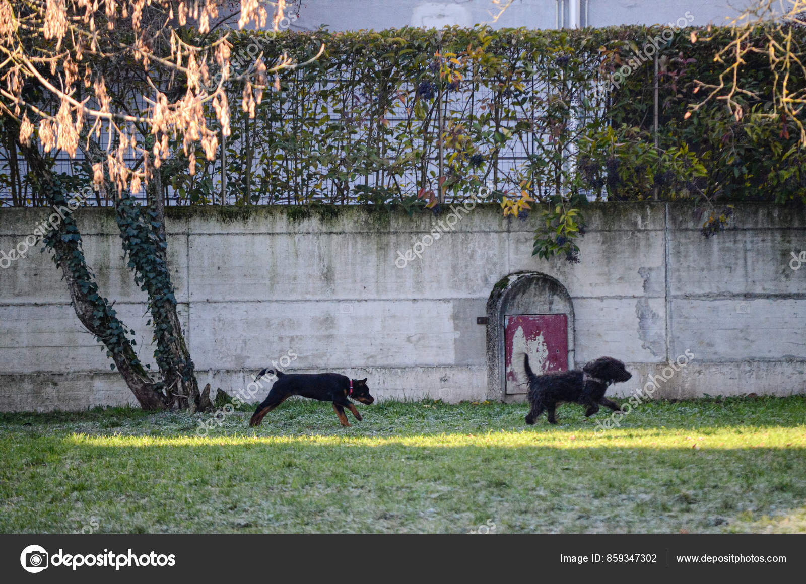 1,464 Doberman Puppy Sitting Stock Photos - Free \u0026 Royalty-Free Stock  Photos from Dreamstime, image size:1600x1160