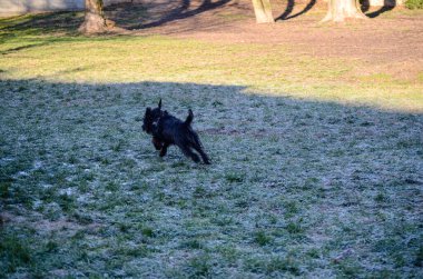 Neşeli siyah bir köpek serin bir günde güneşli bir parkta buzlu çimlerde eğlenceli bir koşu yapar..