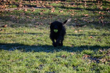 Neşeli bir siyah köpek, güneşli bir günde yeşil bir tenis topuyla sana doğru koşuyor. Düşen yapraklarla dolu çimenli bir alanda..