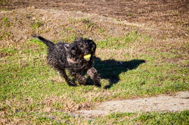 Neşeli bir siyah köpek, ağzında bir tenis topuyla çimenli bir alanda mutluluk ve enerji saçarak neşeyle koşar..