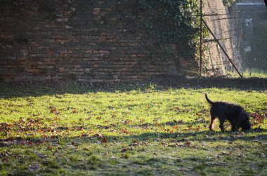 Meraklı bir siyah köpek dağınık yapraklarla güneşli yeşil çimenli bir bölgeyi keşfeder, kırsal tuğla bir duvara ve zincirli çitlere dayanır, özgürlük ve macera hissi uyandırır..