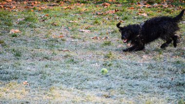 Neşeli siyah bir köpek, soğuk çimen tarlasında bir tenis topuna doğru koşuyor. Düşen yapraklarla, neşe dolu ve enerjik bir açık hava oyununu yakalıyor..