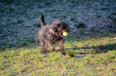 Tüylü siyah bir köpek, donla kaplı çimlerde yürürken parlak sarı bir tenis topu taşır.