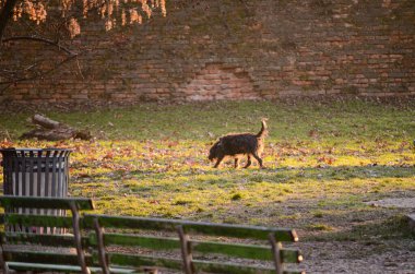 Altın saat güneş ışığı, yıpranmış tuğla bir duvar ve arka planda boş banklar ile parkı keşfeden tüylü bir köpeği aydınlatır.