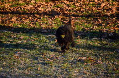 Yumuşak, siyah bir kaniş köpeği yapraklarla kaplı çimenli bir tarlada neşeyle koşar, gevrek bir sonbahar sabahı ağzında bir top taşır.