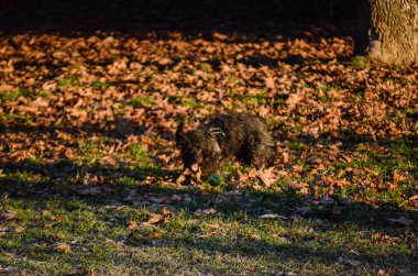 Siyah tüylü bir köpek düşen sonbahar yaprakları ve çimenlerin arasında sıcak güneş ışığında yıkanan yeşil bir topu yakalamak üzere.