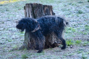 Kamuflaj kemeri takan tüylü siyah bir köpek soğuk, soğuk bir sabahta sert bir ağaç kütüğünün yanında duruyor.