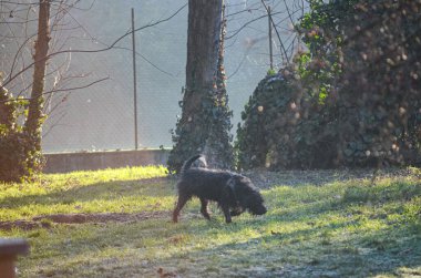 Küçük, karanlık, tüylü ıslak bir köpek, şafağın yumuşak parıltısında, ağaçlar ve çalılarla çevrili, çiğ bir çimenlikte yürüyor.