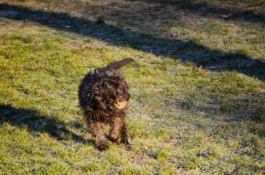 Neşeli siyah kaniş karışımı bir köpek çimlerin üzerinde don ve benekli güneş ışığıyla yürürken bir top taşıyor.
