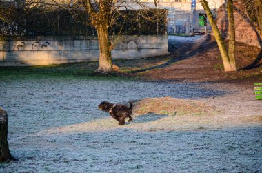 Ağzında bir topla siyah, kıvırcık saçlı bir köpek güneşin uzun gölgeleri gibi karlarla kaplı bir parkta dolanıyor.