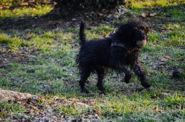 Ağzında sıkıca tuttuğu tenis topuyla tüylü siyah bir köpek çimenli bir tarlada sıkıca yakalanır. Son zamanlardaki oyun ve sudan dolayı tüyleri nemlidir.