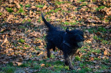 Tüylü paltolu oyuncu bir siyah köpek, bir top taşırken orta basamakta, yerde sonbahar yapraklarıyla çevrili bir şekilde yakalandı.