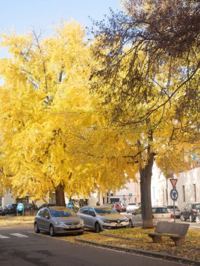 Canlı bir ginkgo ağacı sonbaharda altın yapraklarını sergiler, arabalar cadde boyunca park edilir ve yere saçılmış yapraklar
