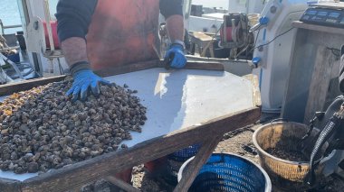 Numana, İtalya - 22 Nisan 2023 Kırmızı önlüklü ve mavi eldivenli bir adam yakınlarda endüstriyel ekipmanlı bir teknede midyeleri ayırıyor ve ticari balıkçılık ve deniz ürünleri işleme hissi taşıyor..