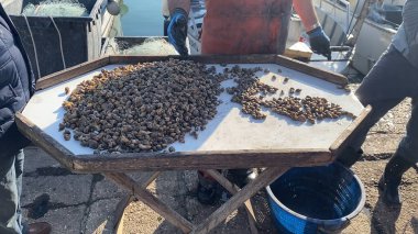 Numana, İtalya - 22 Nisan 2023 İşçiler rıhtımdaki ahşap bir masada taze deniz mahsulleri yakalayıp pazara ya da işleme hazırlıyorlar. Sahne, bir balıkçılığın çalışkan atmosferini yakalıyor.