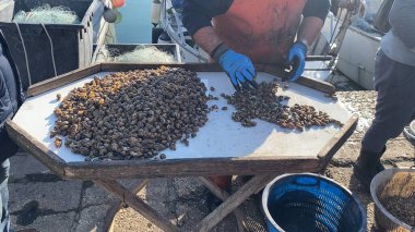 Numana, İtalya - 22 Nisan 2023 Balıkçılar güneşli bir günde, sanayi teçhizatlarıyla çevrili, pazar ve işleme için hazırlanan ahşap bir rıhtım masasında taze deniz ürünleri avlıyorlar..